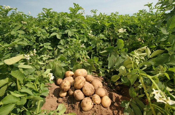 В чем секрет богатого урожая картофеля сорта Невский